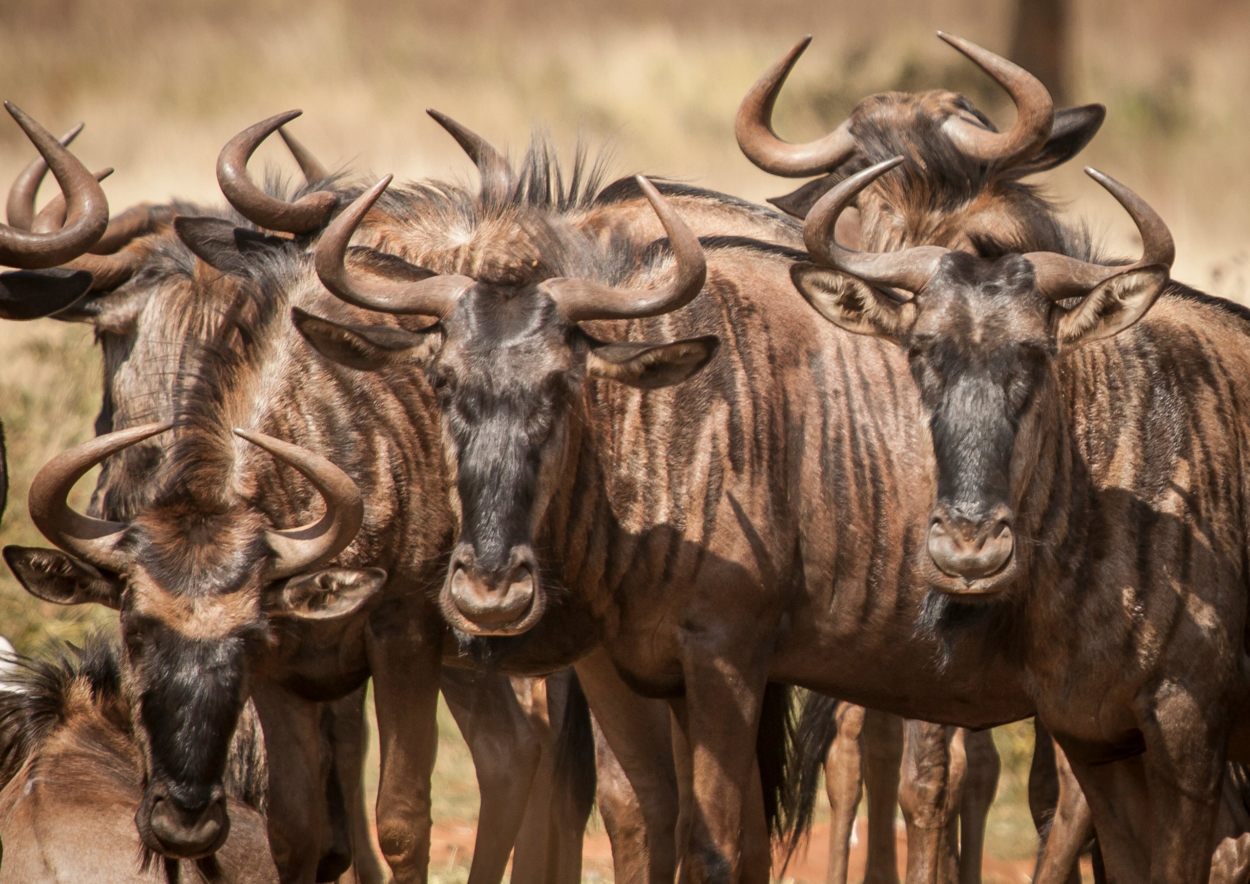 Scenes from this safari journey: Serengeti & Ngorongoro Camping Explorer
