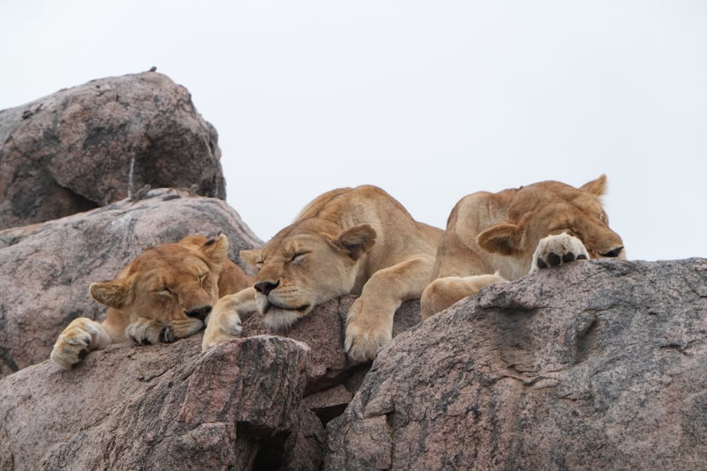 Serengeti, landscape in Tanzania