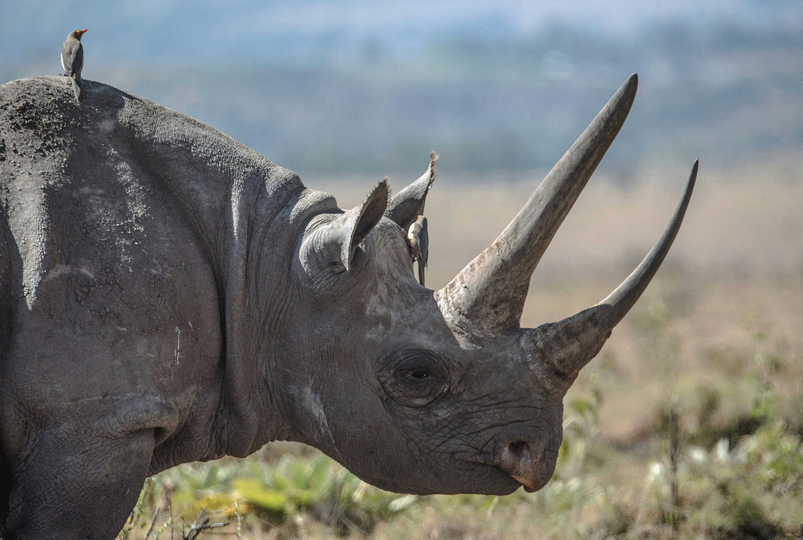 Black Rhino Tracking Luxury Safari, safari route in Tanzania