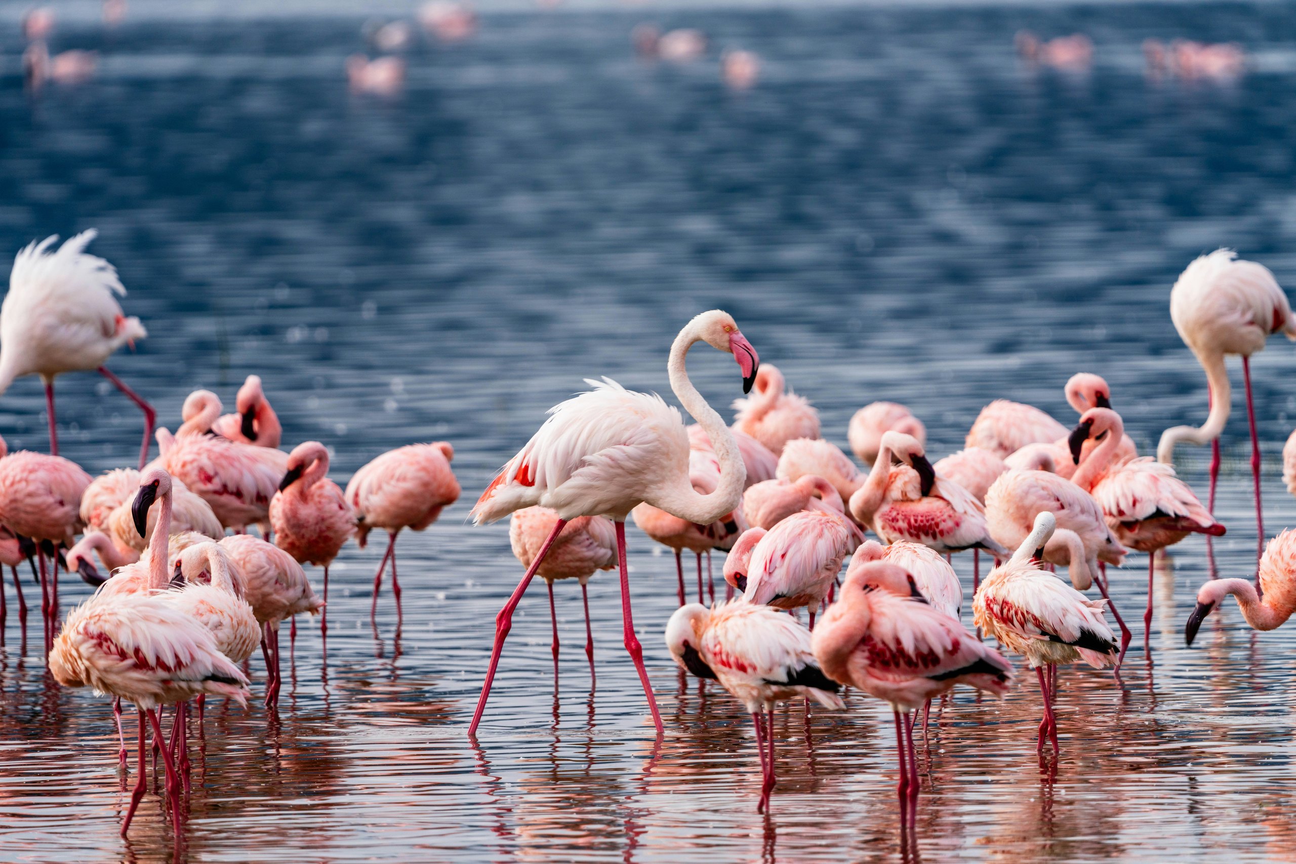 Lake Manyara National Park, Tanzania