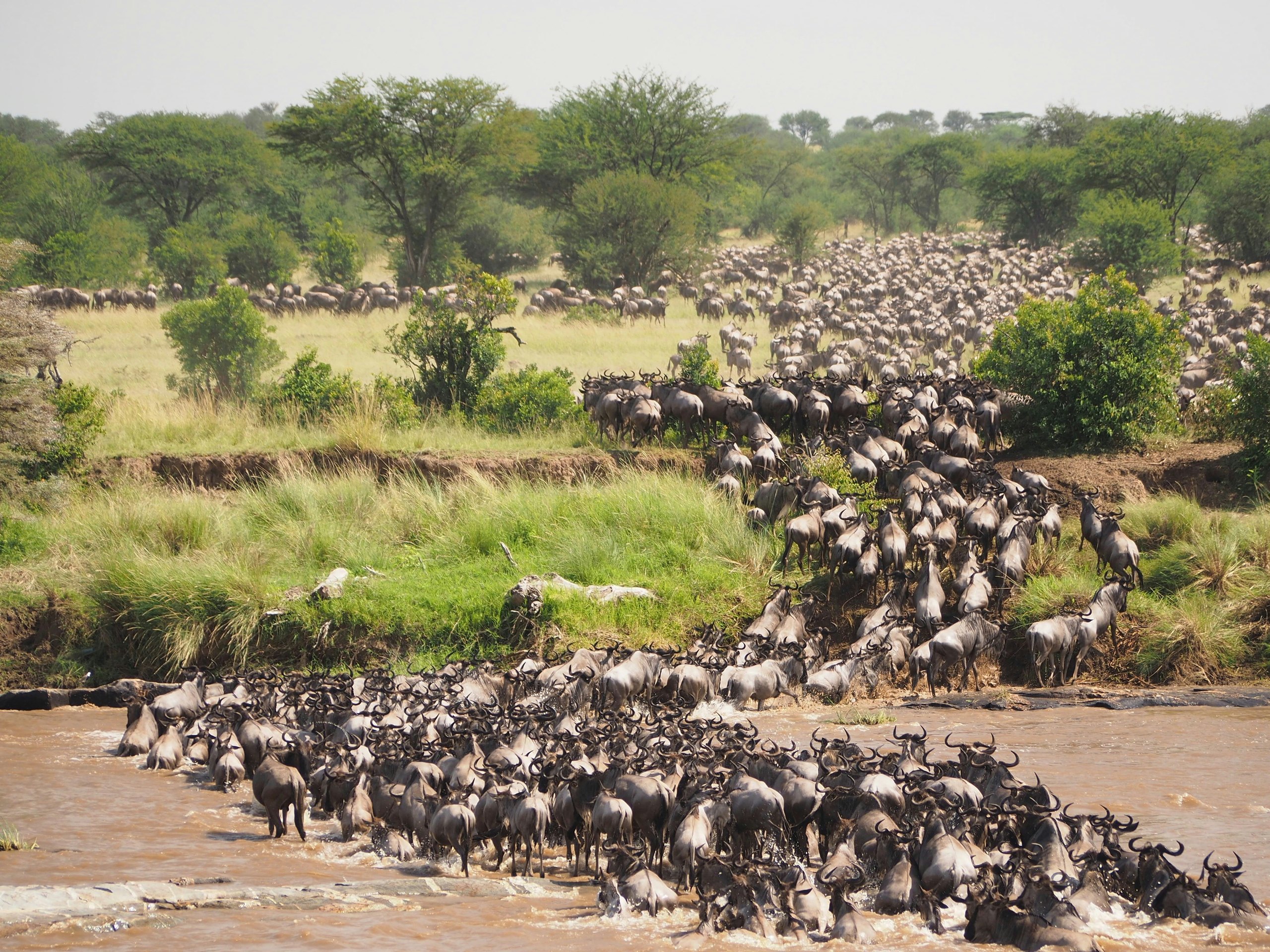 Scenes from this safari journey: Migration Crossing Safari