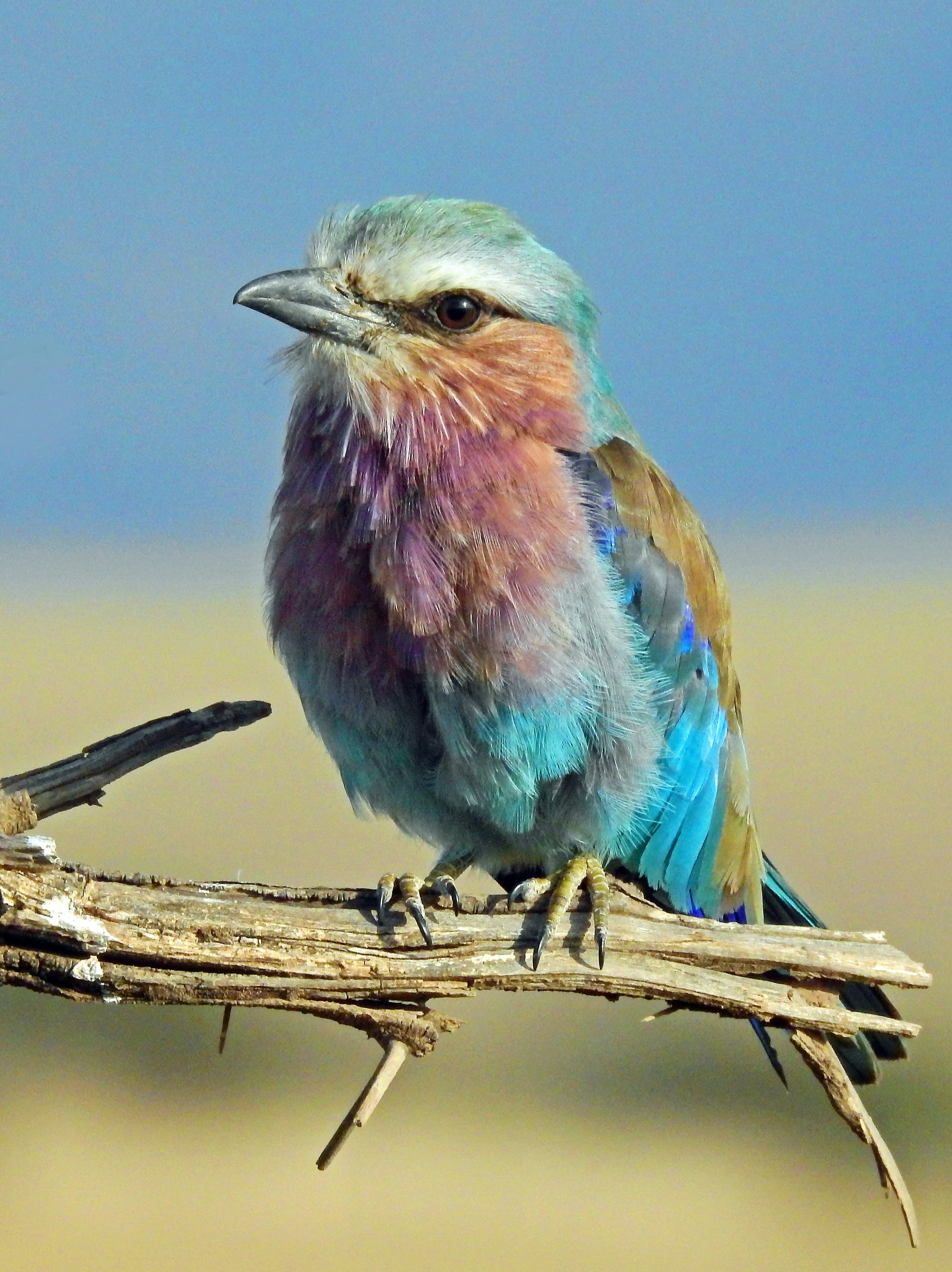 Kitulo National Park, Tanzania