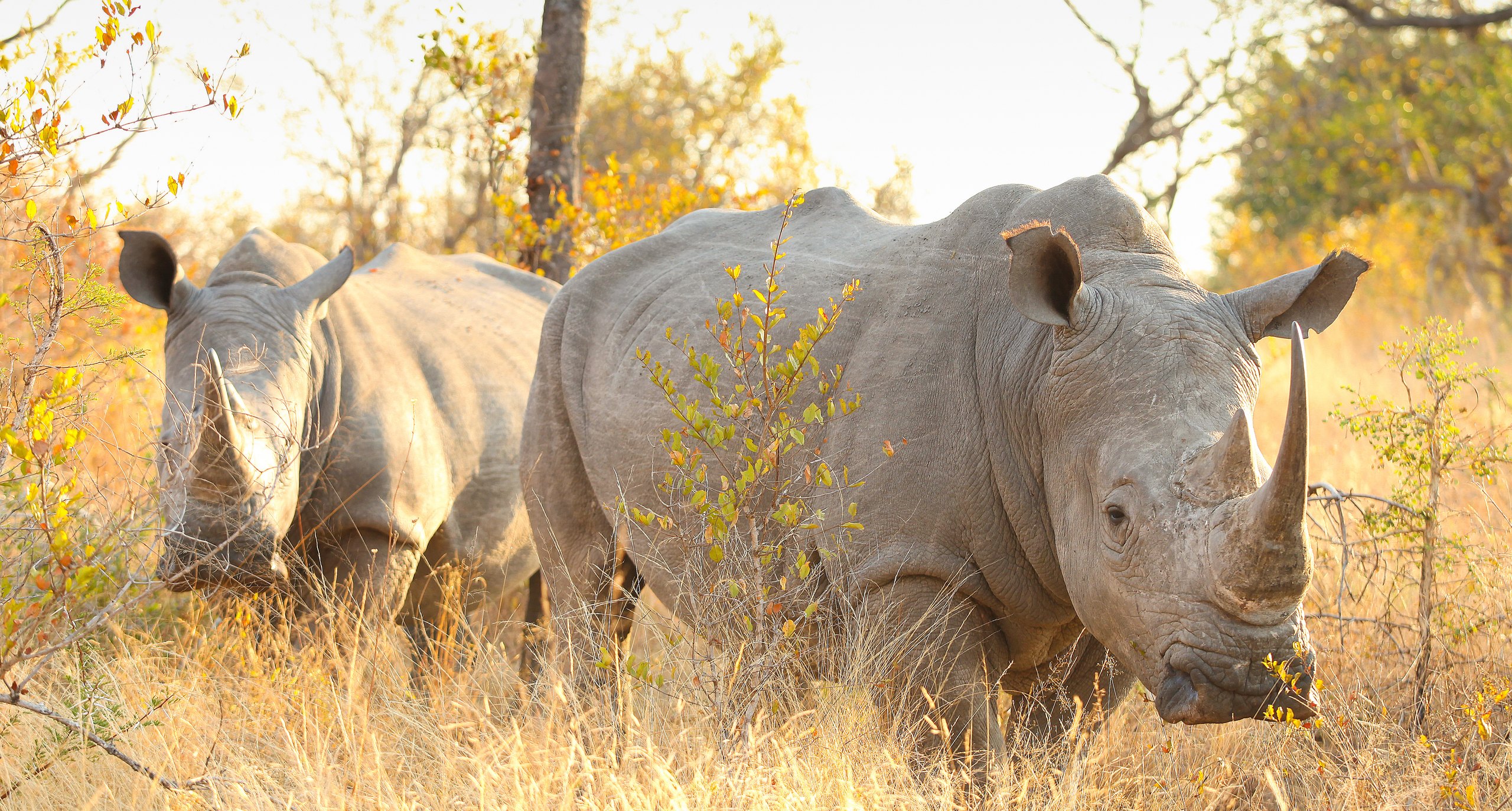 Mkomazi National Park, Tanzania