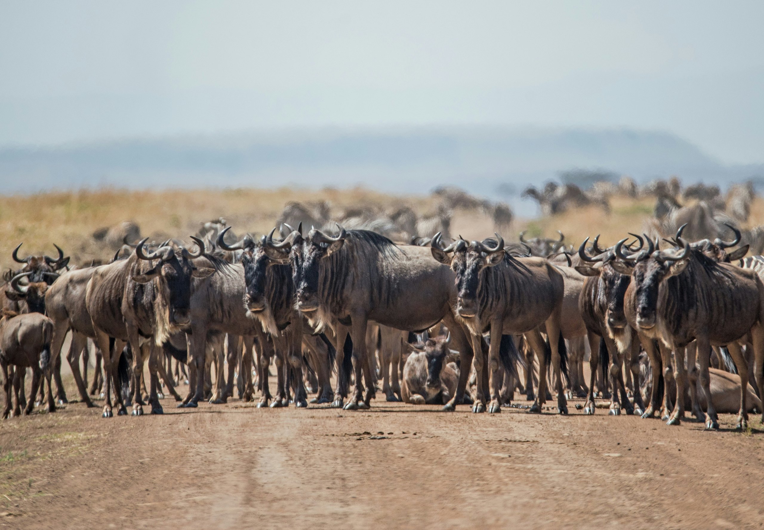 Calving Season Safari in Ndutu, safari route in Tanzania