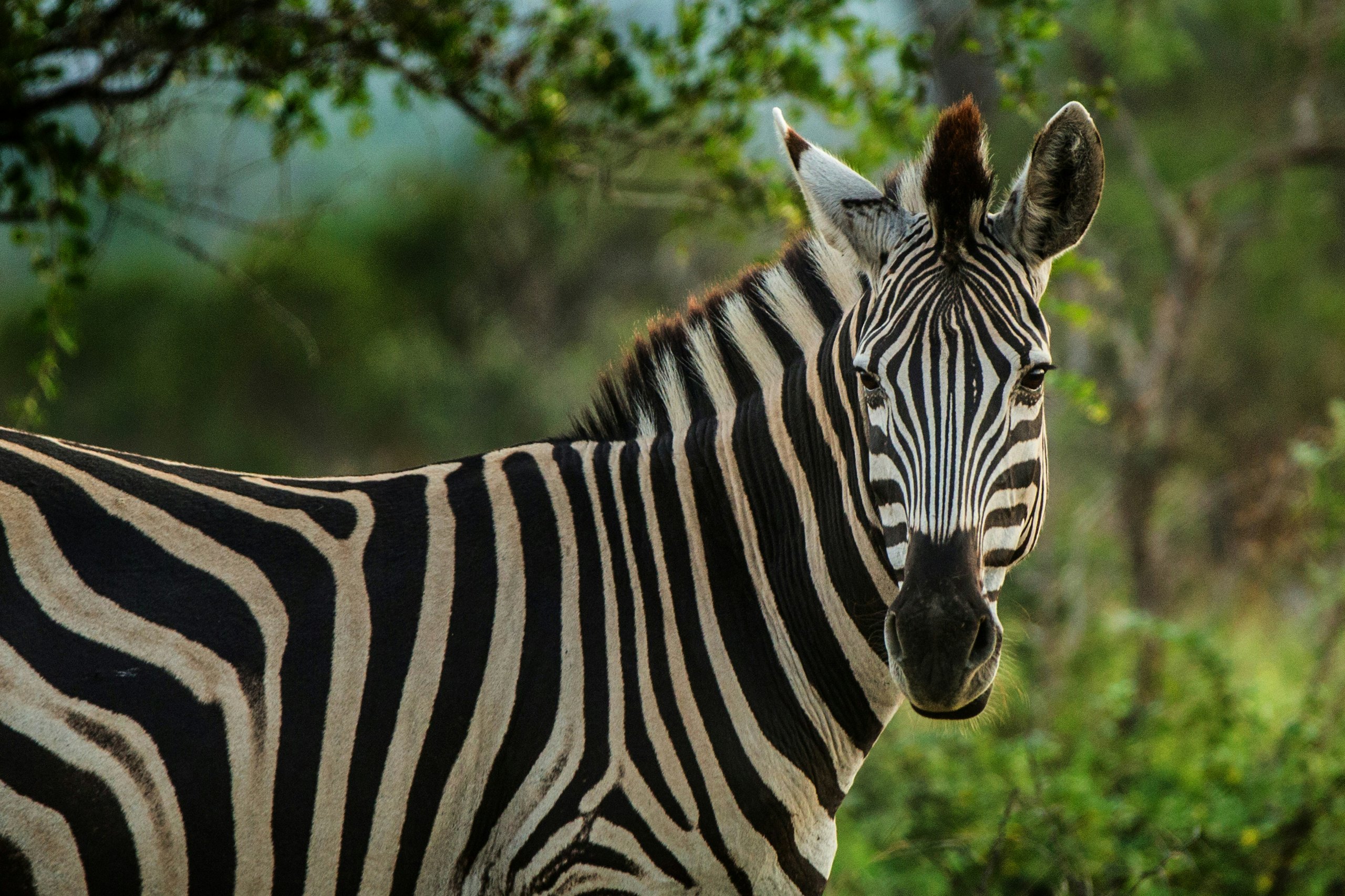Ibanda-Kyerwa & Rumanyika-Karagwe, Tanzania