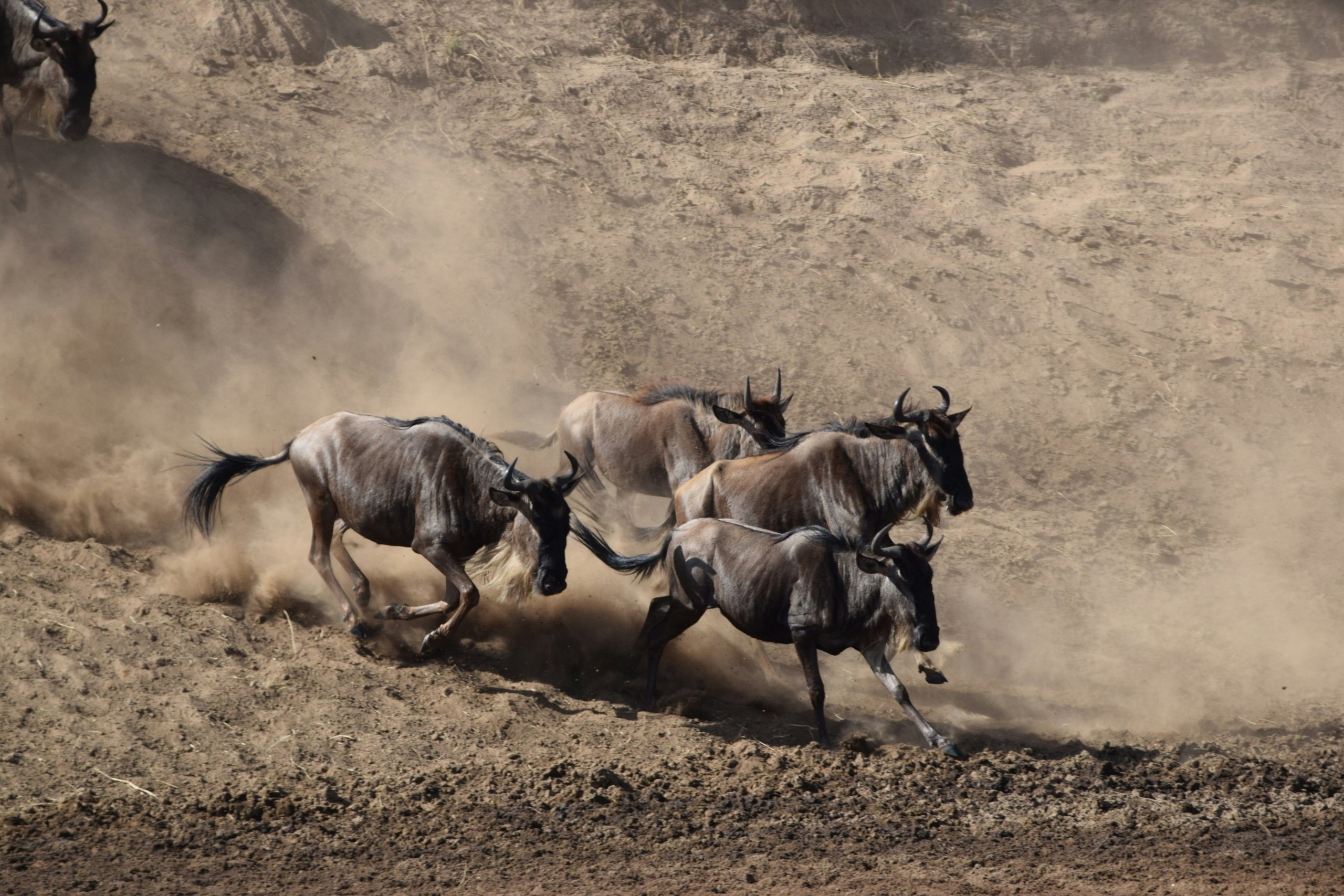 Migration Crossing Fly-In Safari, safari route in Tanzania