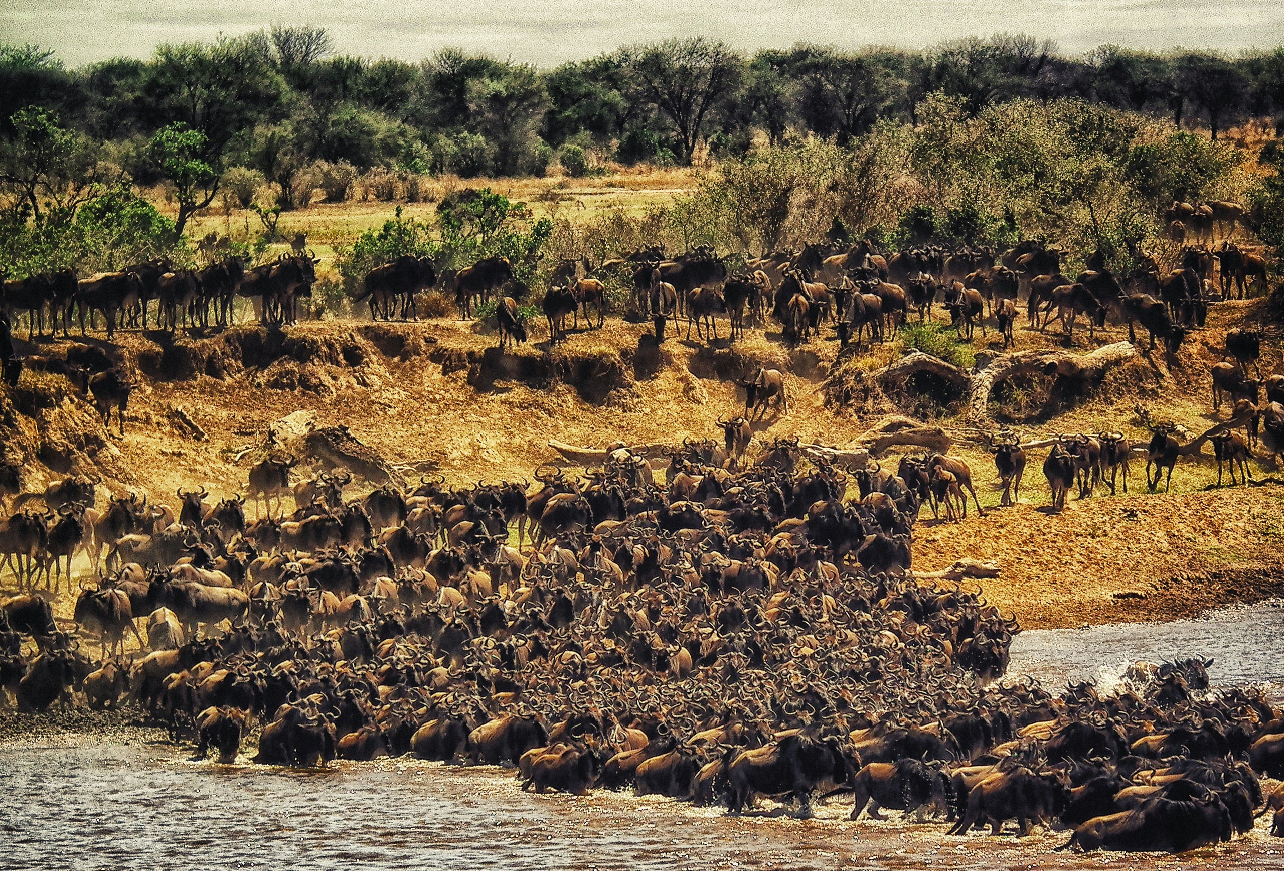 Migration Crossing Safari, safari route in Tanzania
