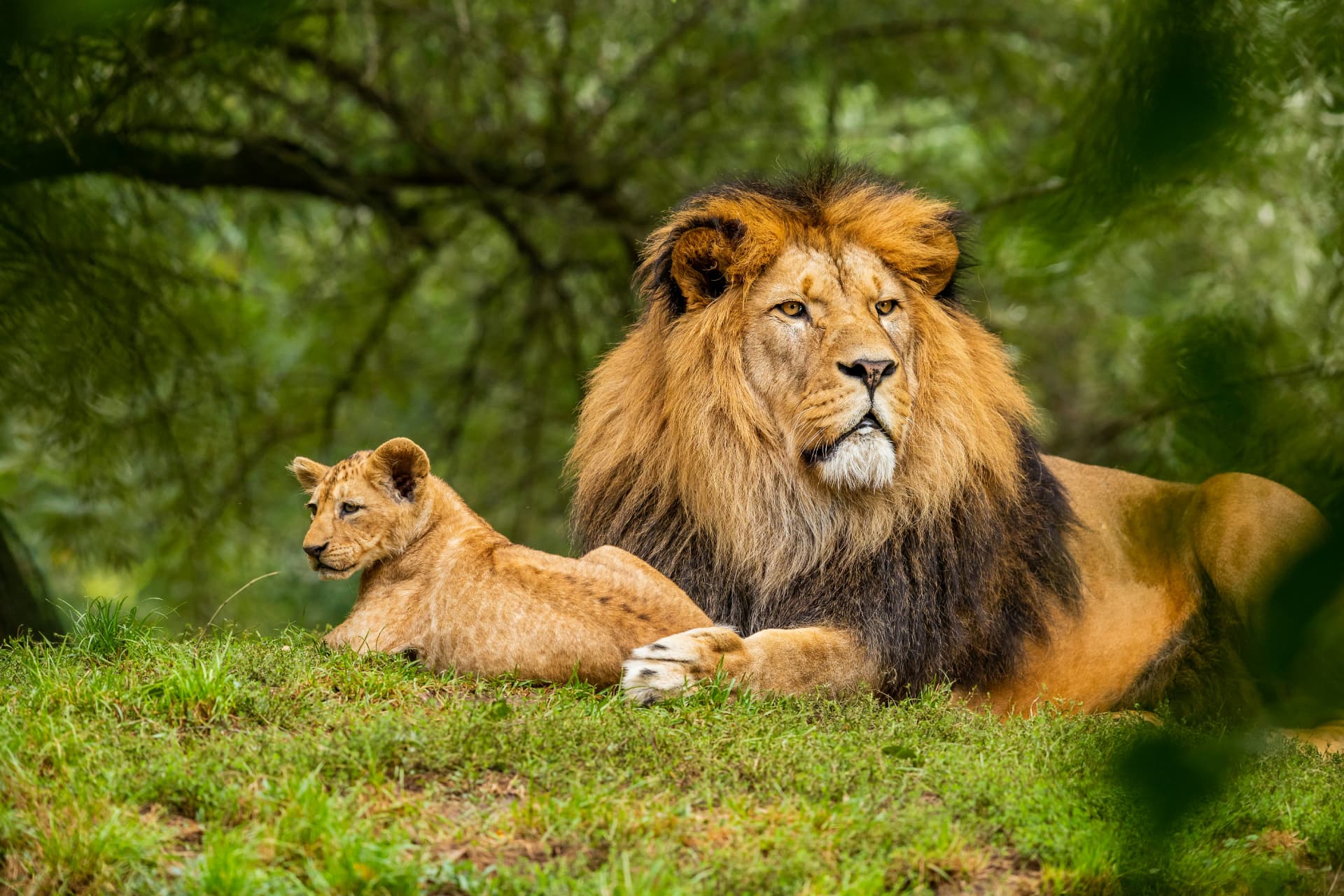 Adult male lion and cub resting on a grassy hill in the African bush
