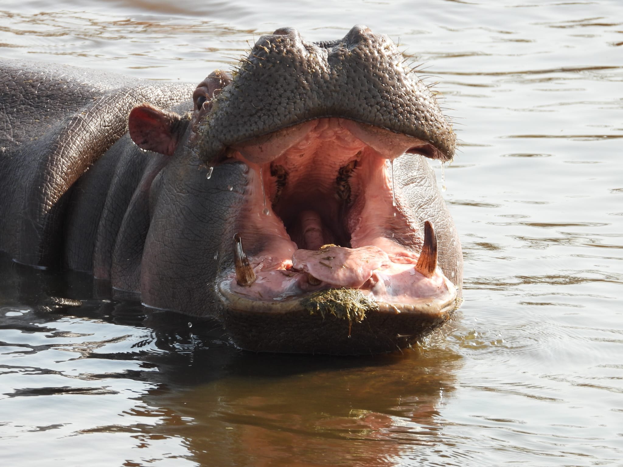 Katavi National Park, Tanzania