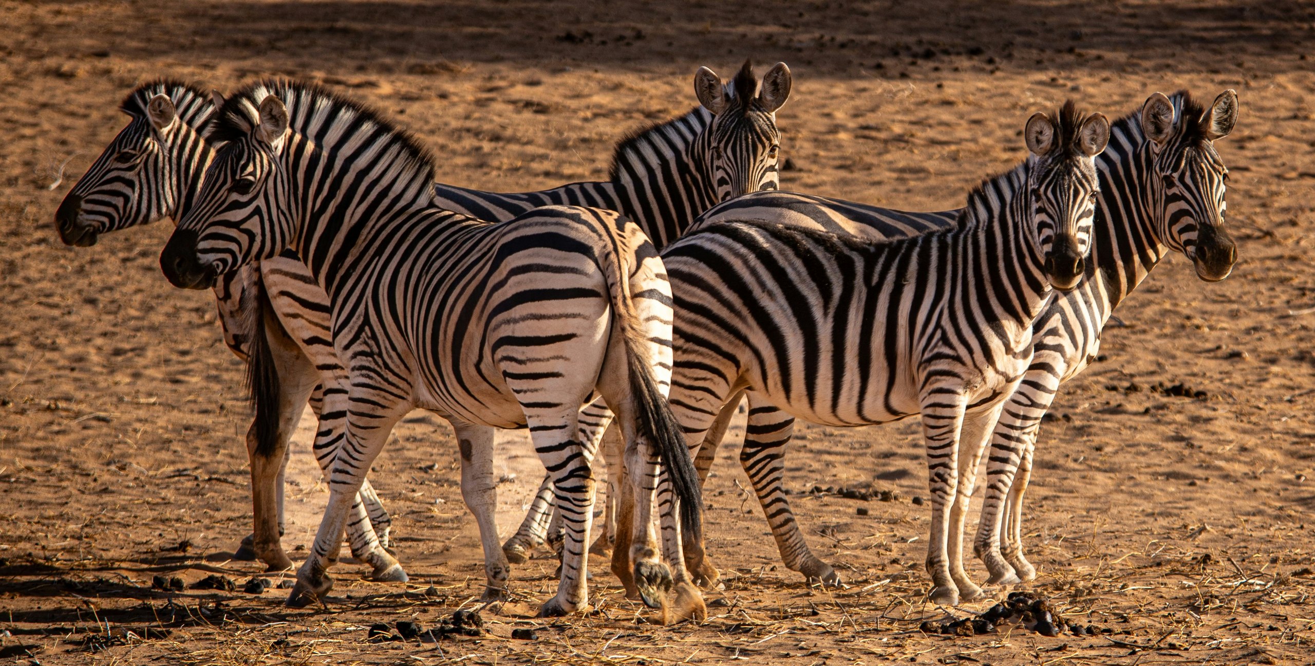Scenes from this safari journey: 5-Day Serengeti Camping Explorer
