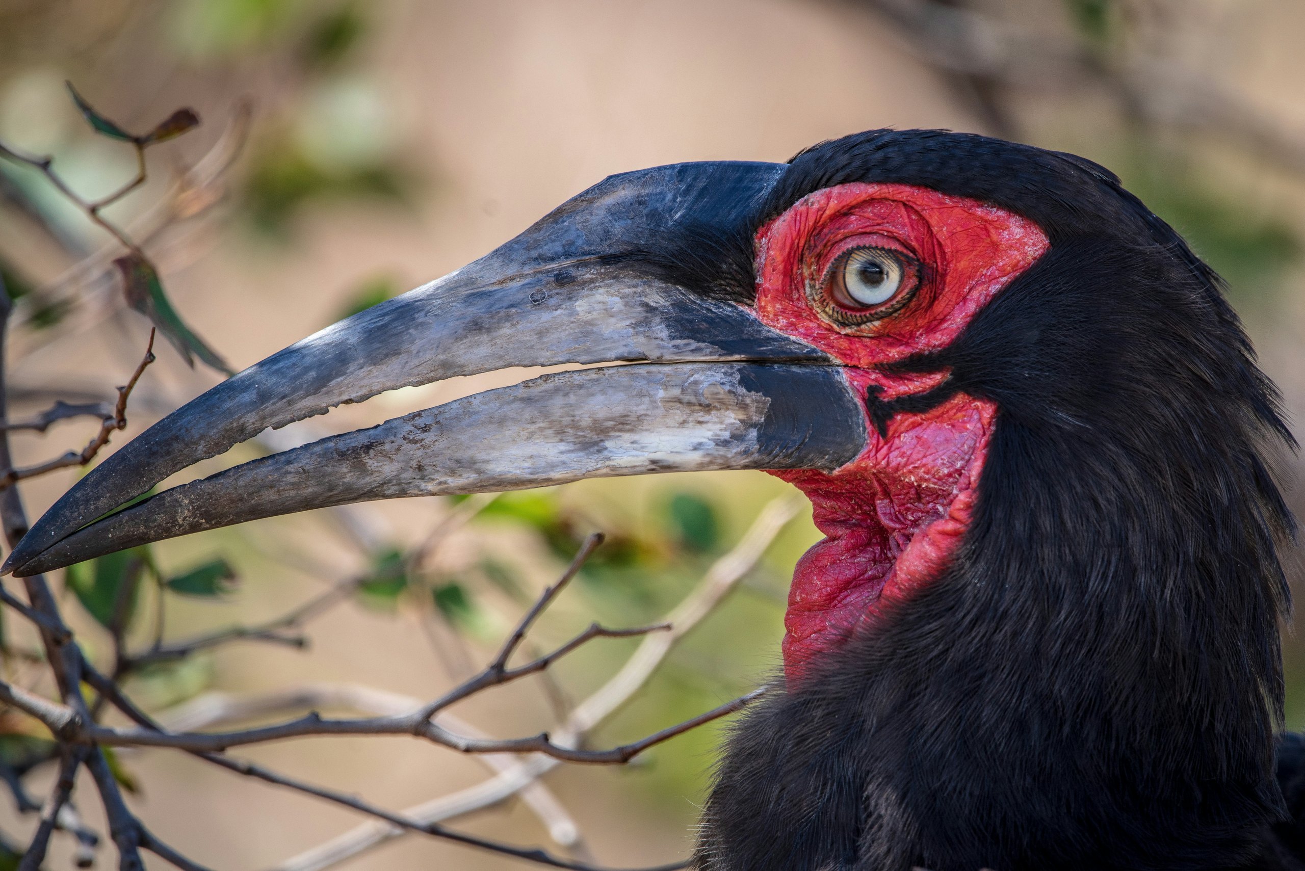 Wildlife and scenery in Tarangire
