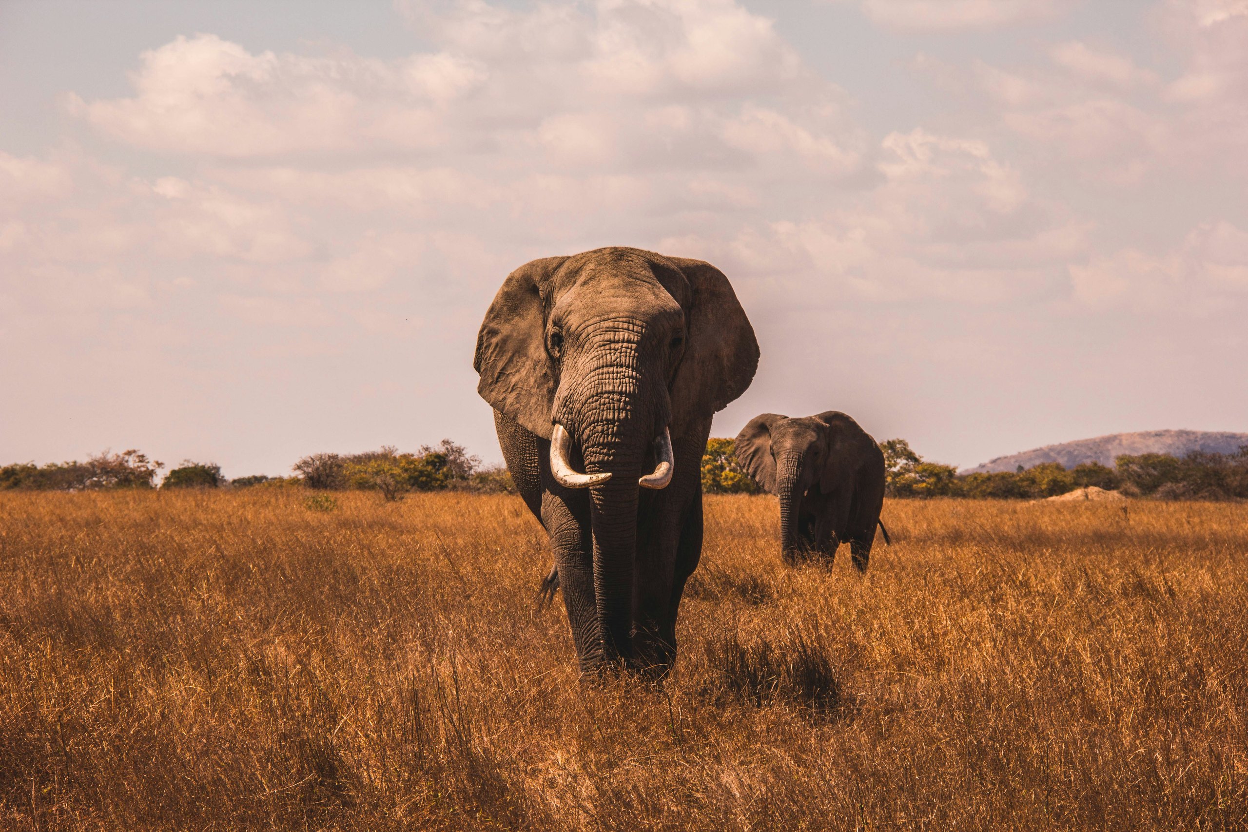 Tarangire, landscape in Tanzania