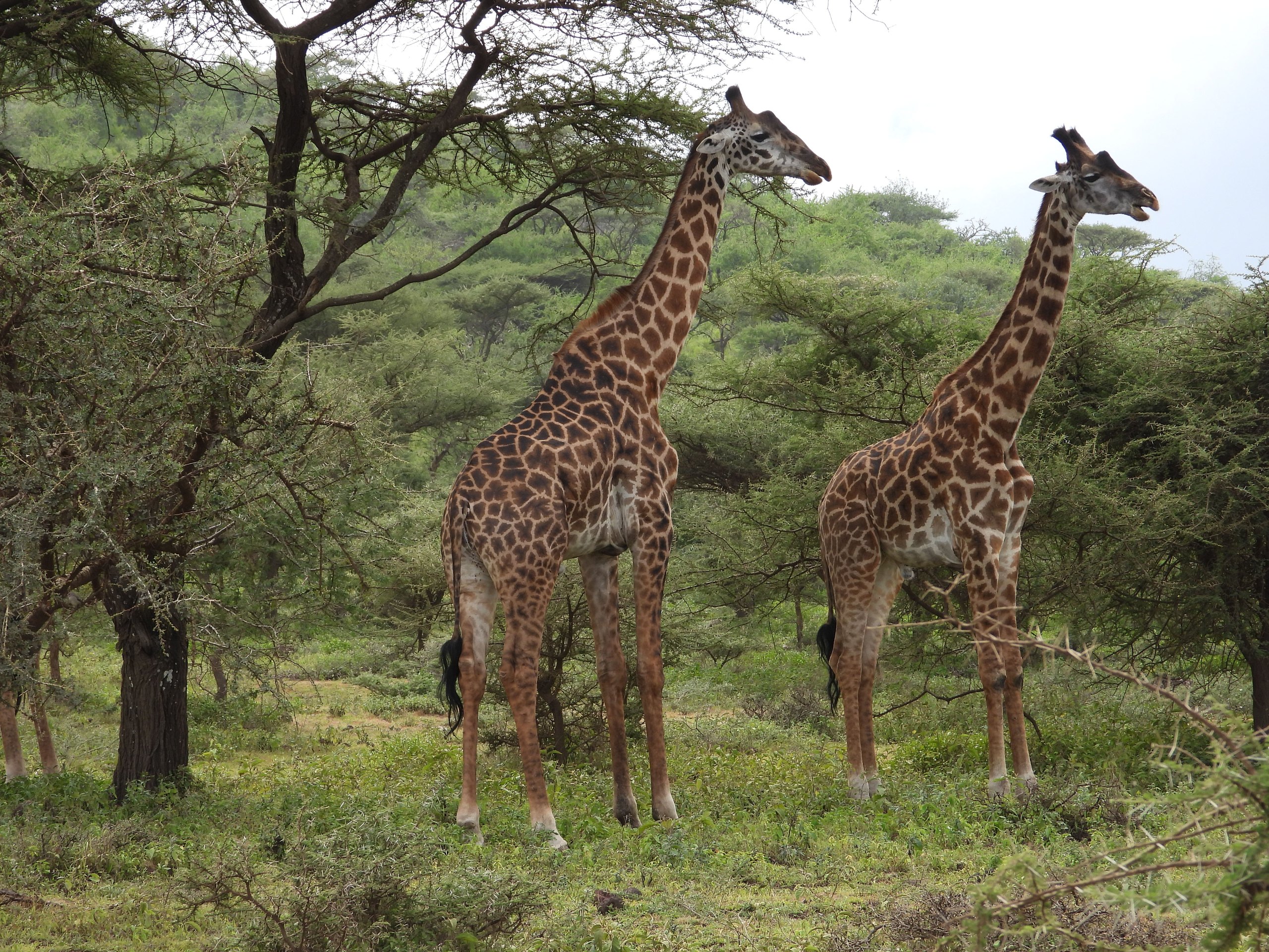Rubondo Island National Park, Tanzania
