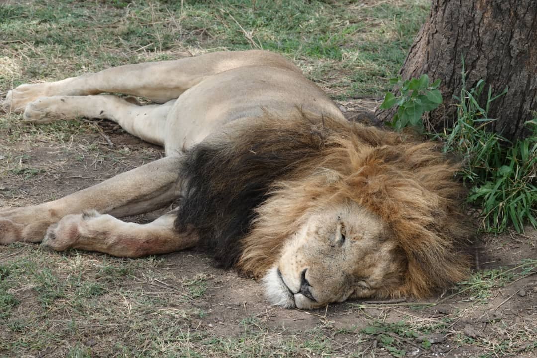 Scenes from this safari journey: Northern Circuit Classic