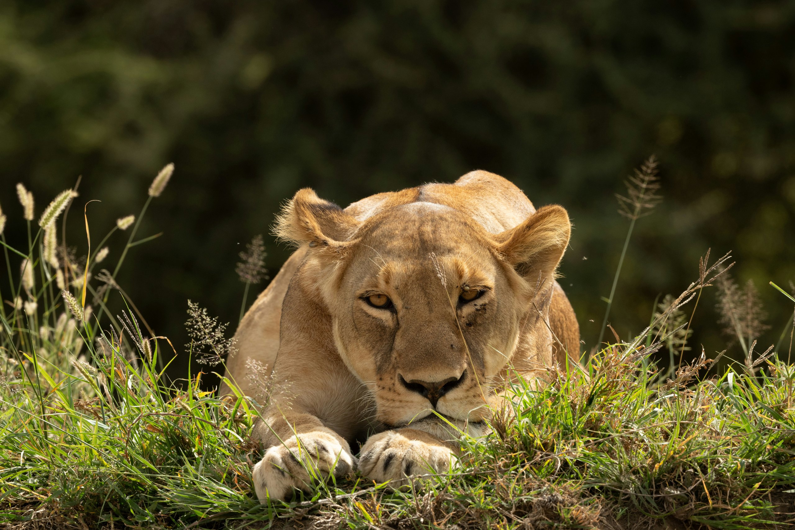 Serengeti Direct Fly-In Safari, safari route in Tanzania
