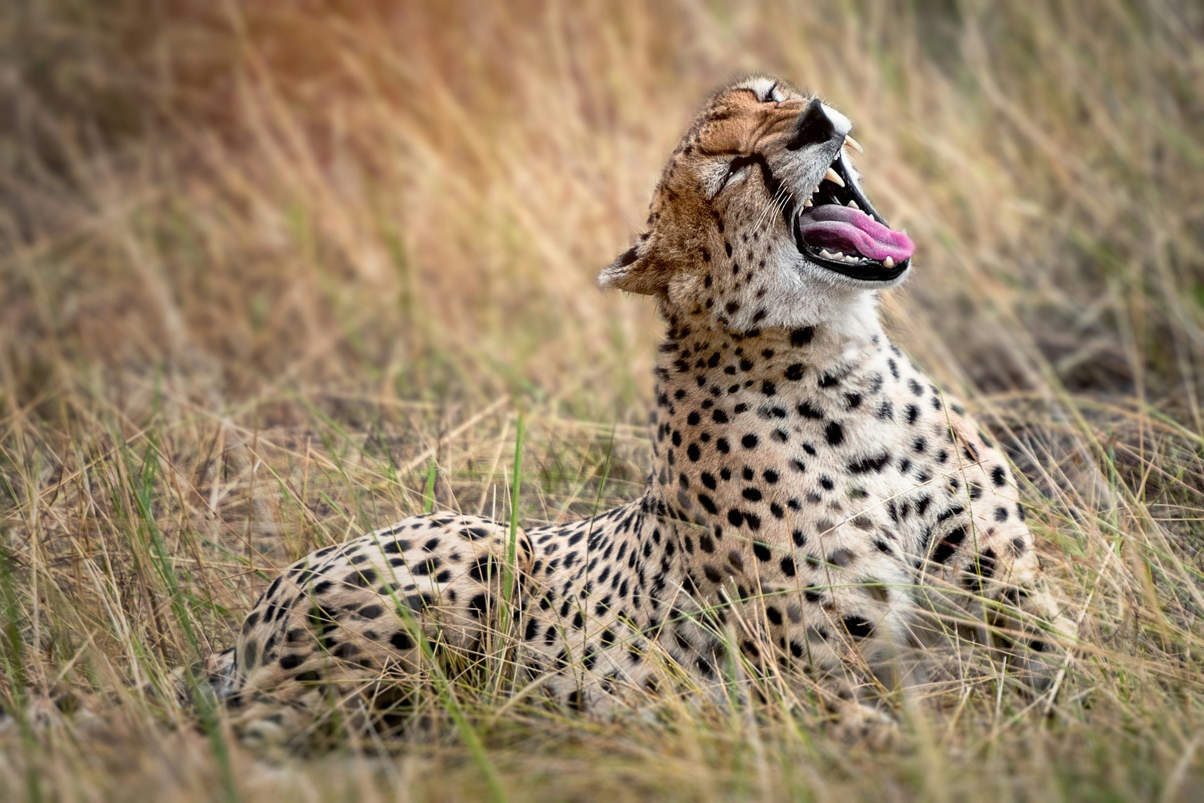 Northern Circuit Classic, safari route in Tanzania
