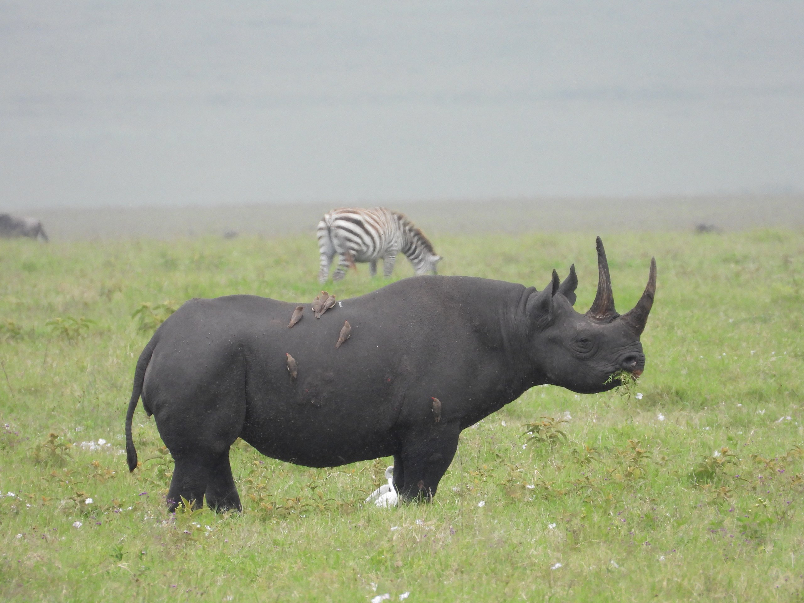 Ngorongoro Crater, landscape in Tanzania