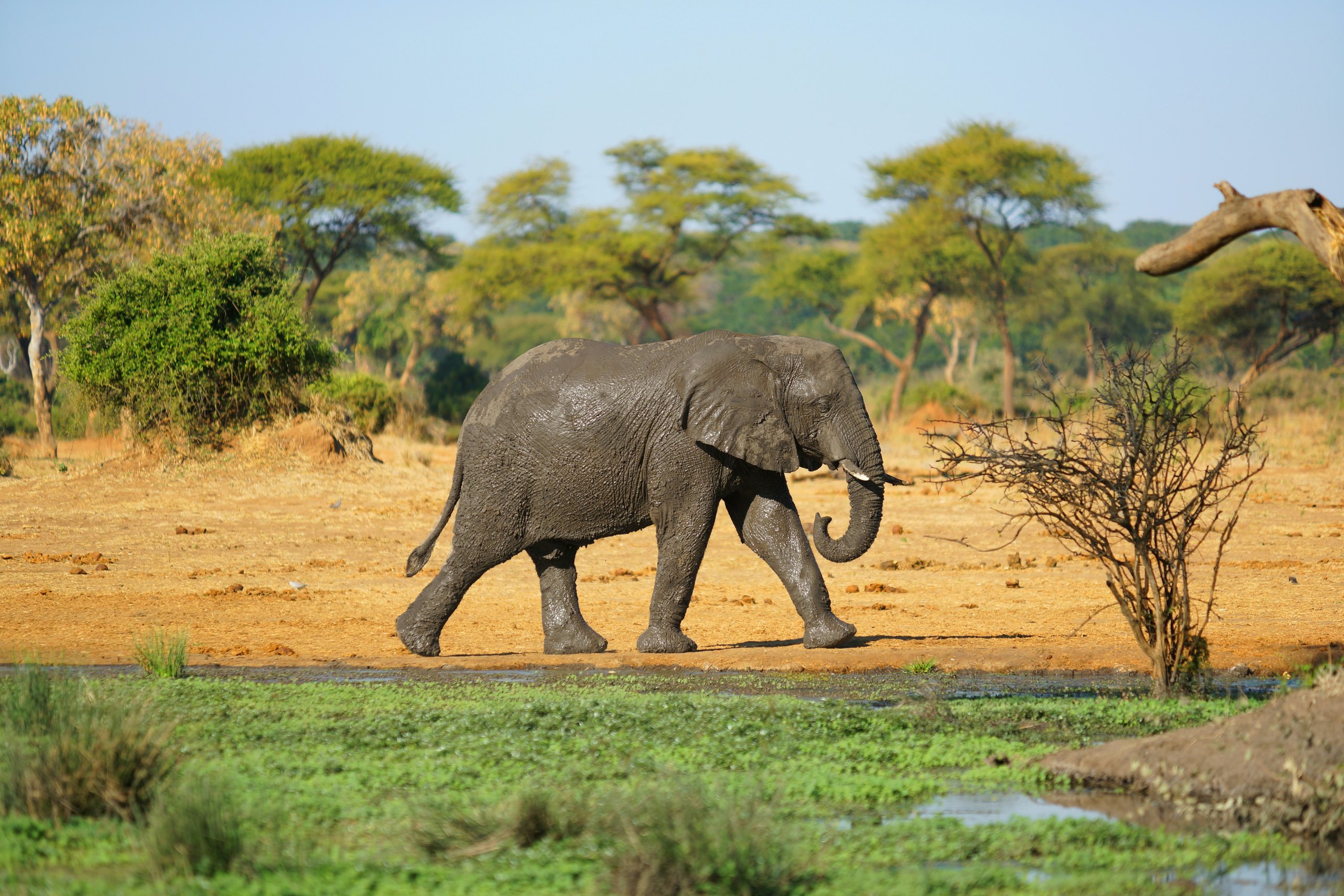 Saadani National Park, Tanzania
