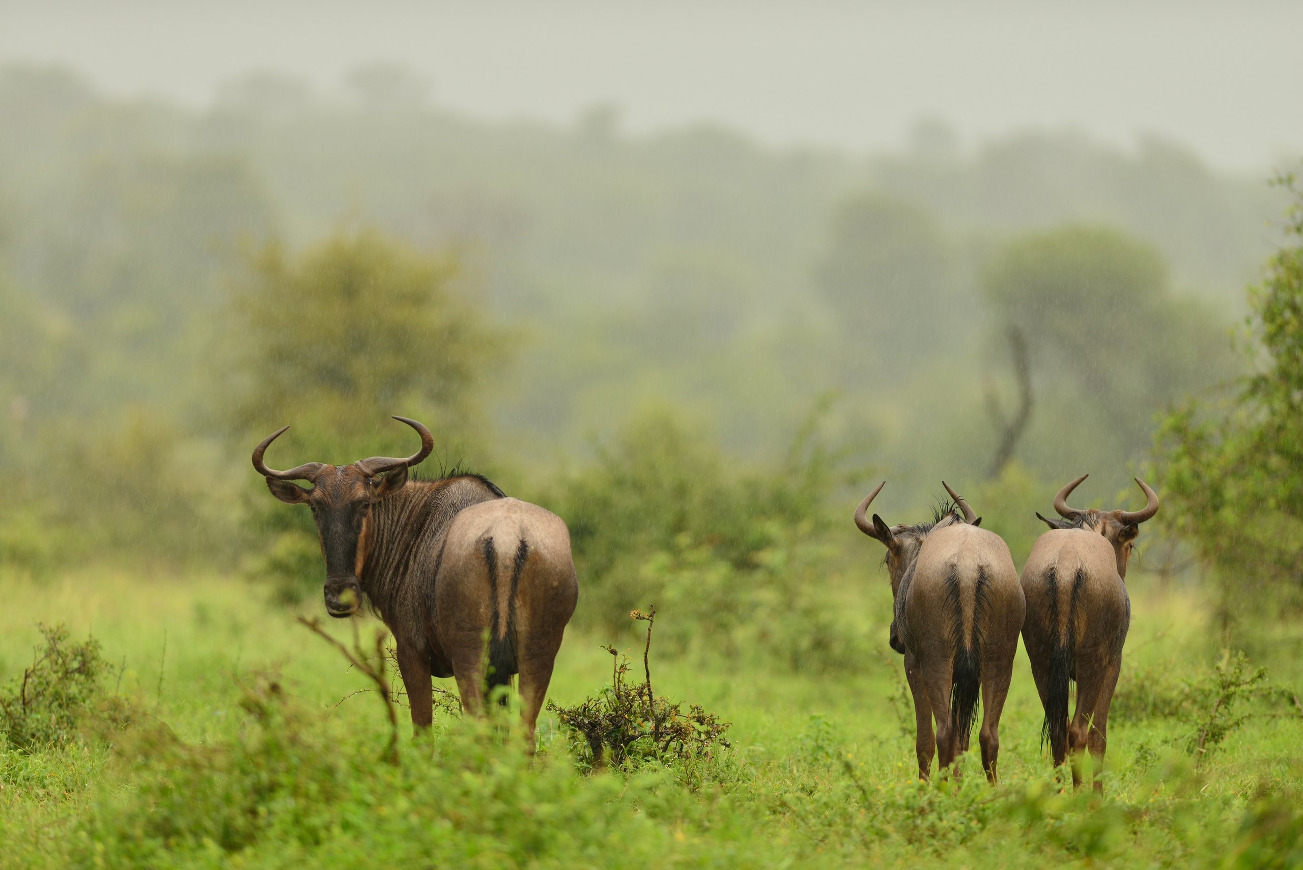 Scenes from this safari journey: Calving Season Safari in Ndutu