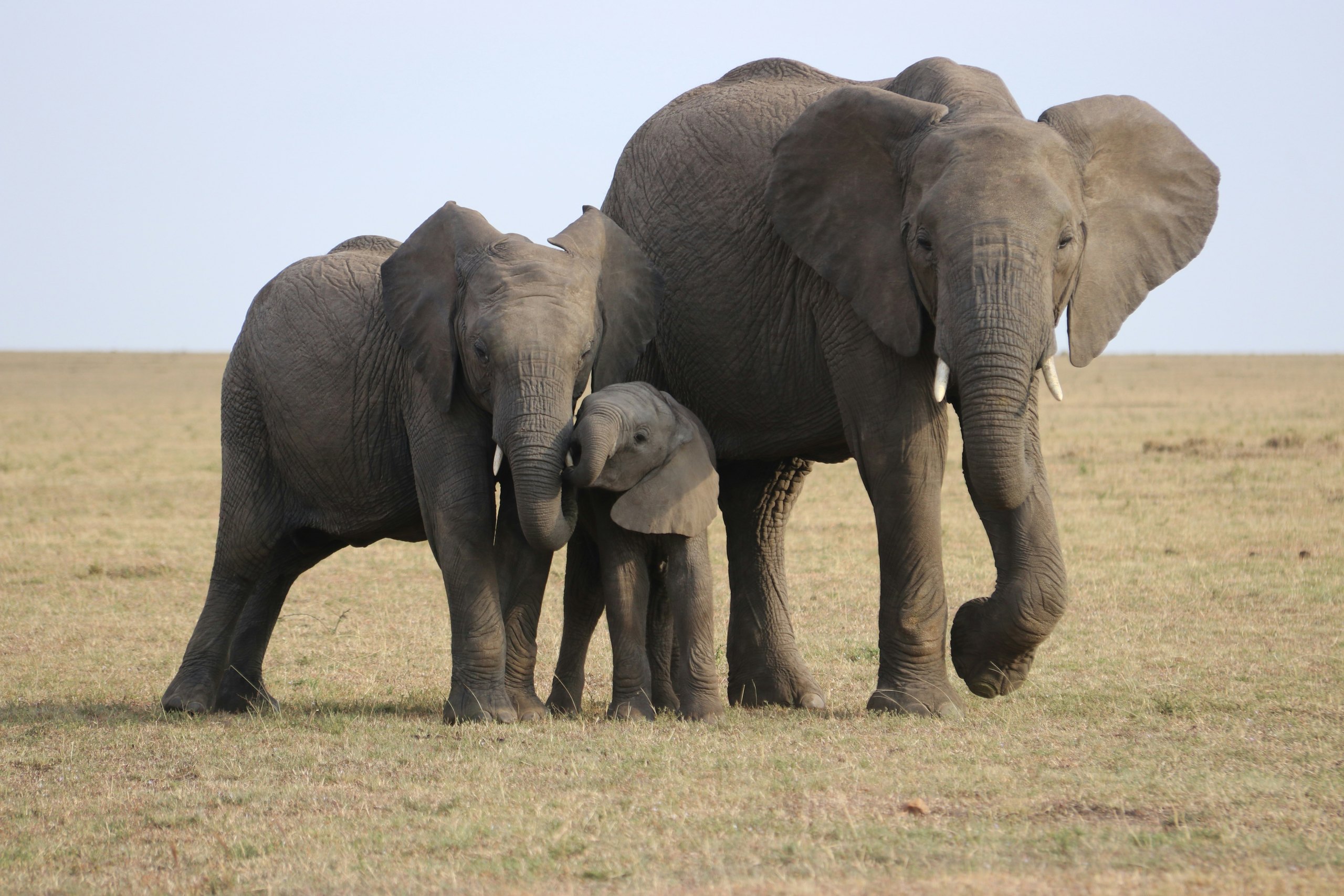 Mikumi National Park, Tanzania